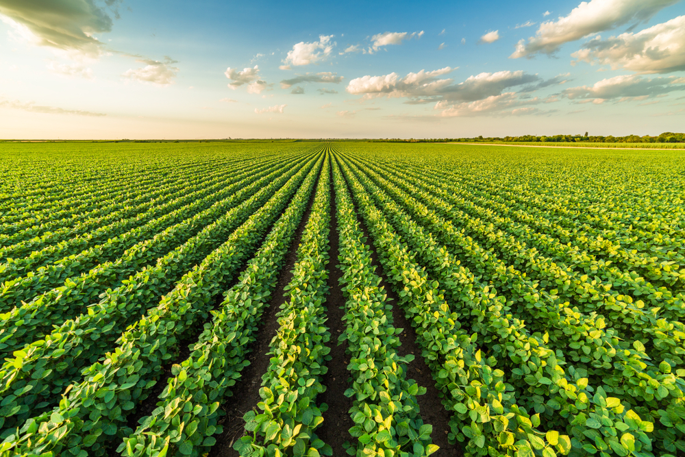 Alfalfa field