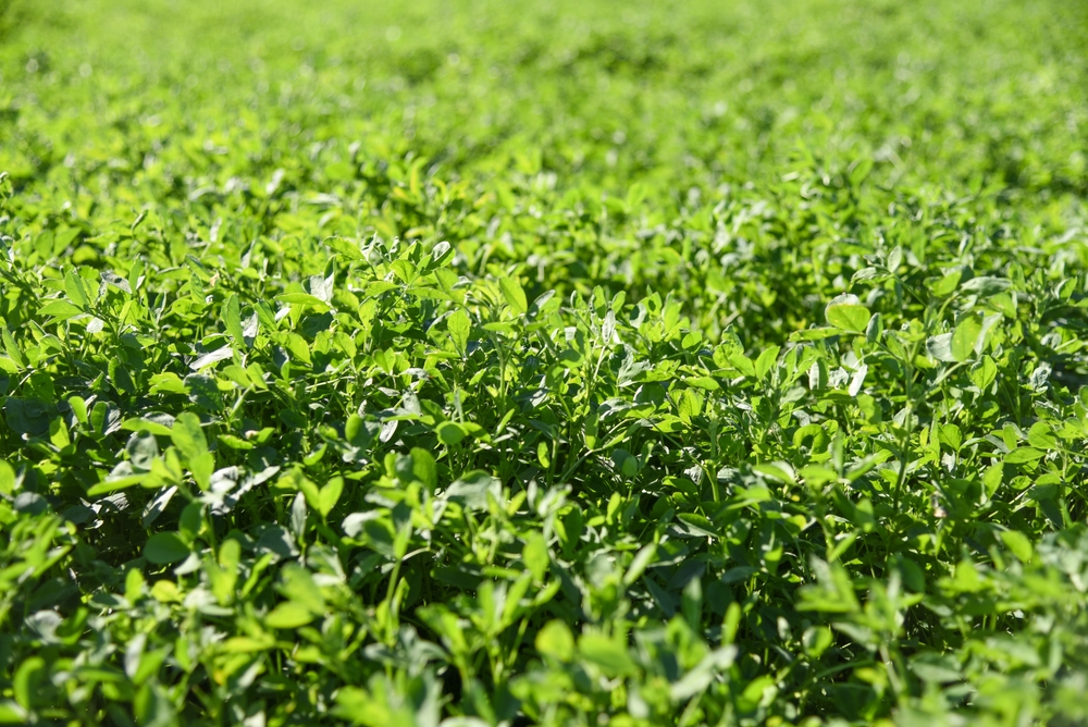 Alfalfa