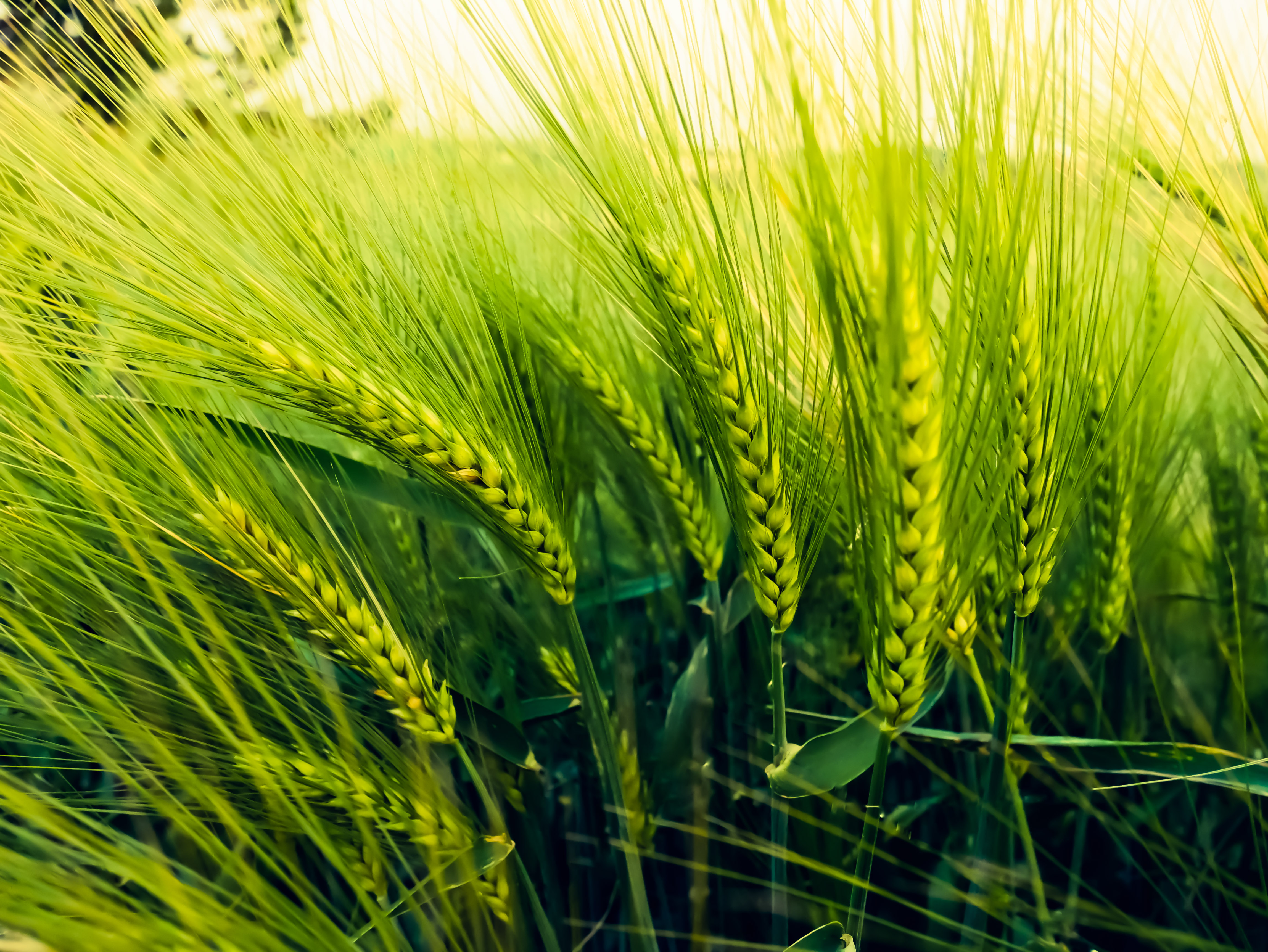 Barley & Oats