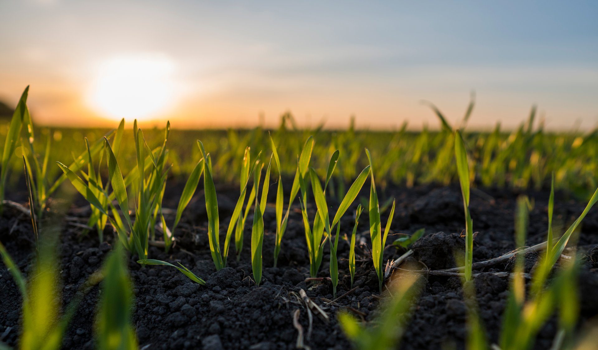 Barley & Oats field