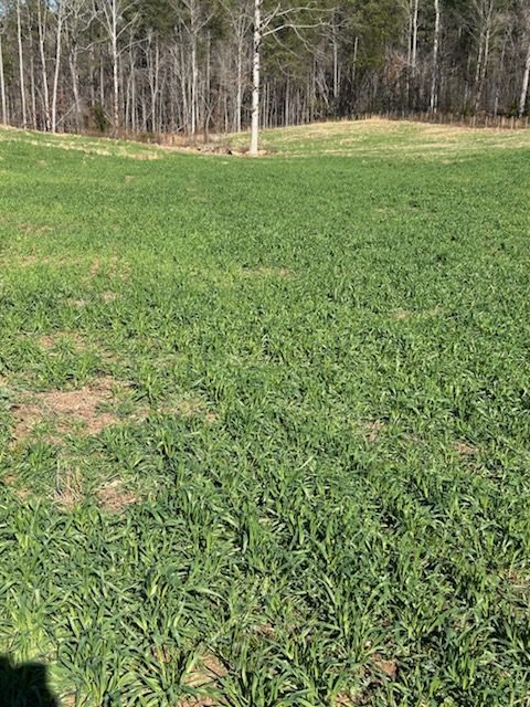 Wide view of a green winter forage stand across a low hollow below bare winter woods