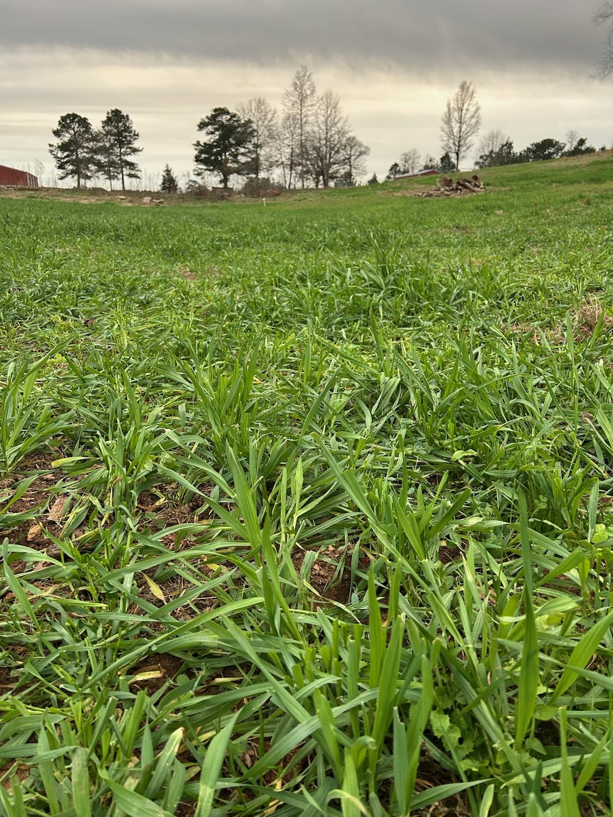 Thick green winter forage across a former pine lane under an overcast sky, barn and pines on the ridge behind