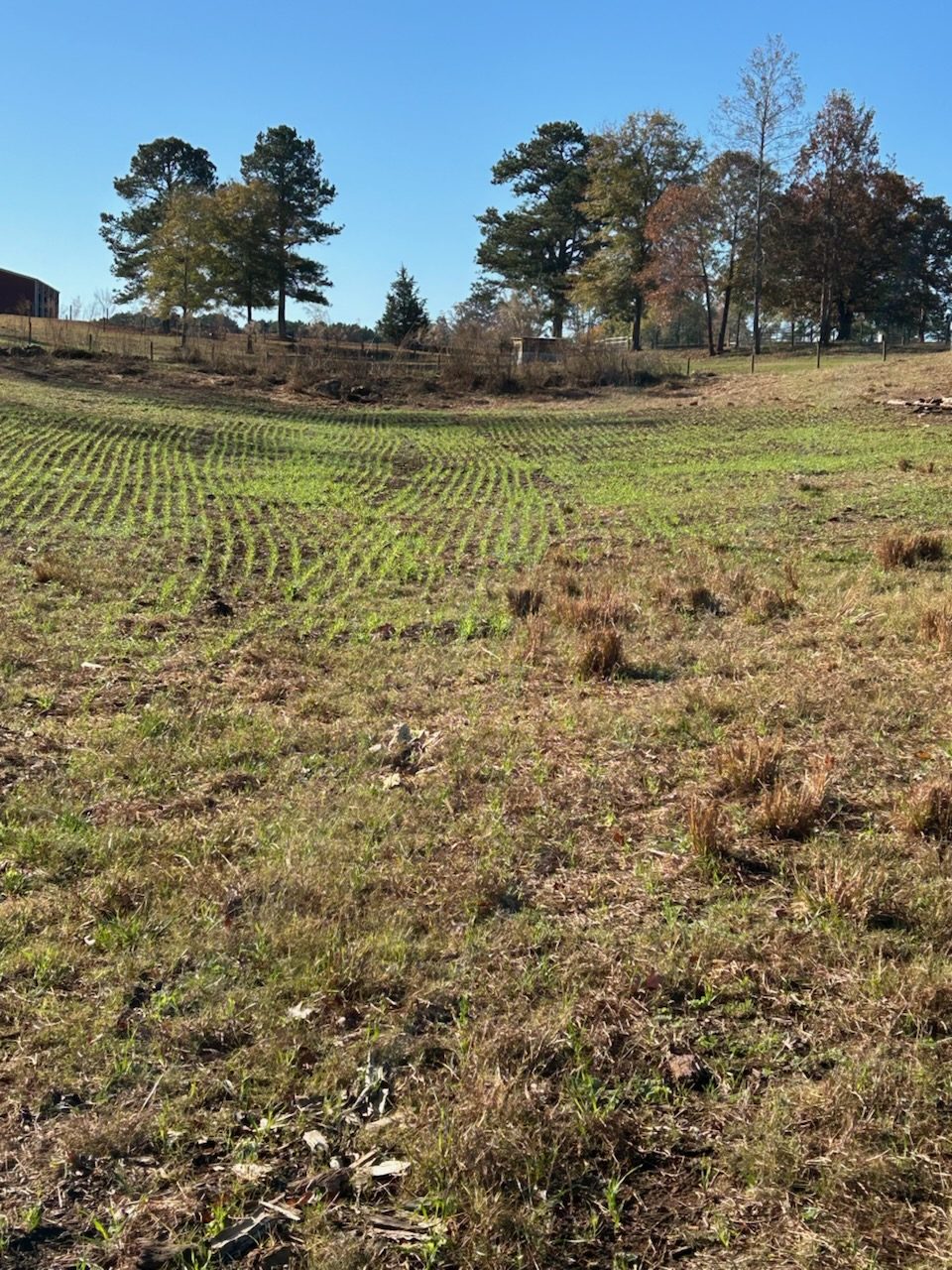 The former pine lane in November: thin new drill rows coming up through dead thatch and old clumps, barn and pines behind