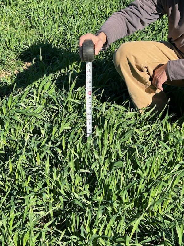 Kneeling with a tape measure in a thick stand of small-grain forage