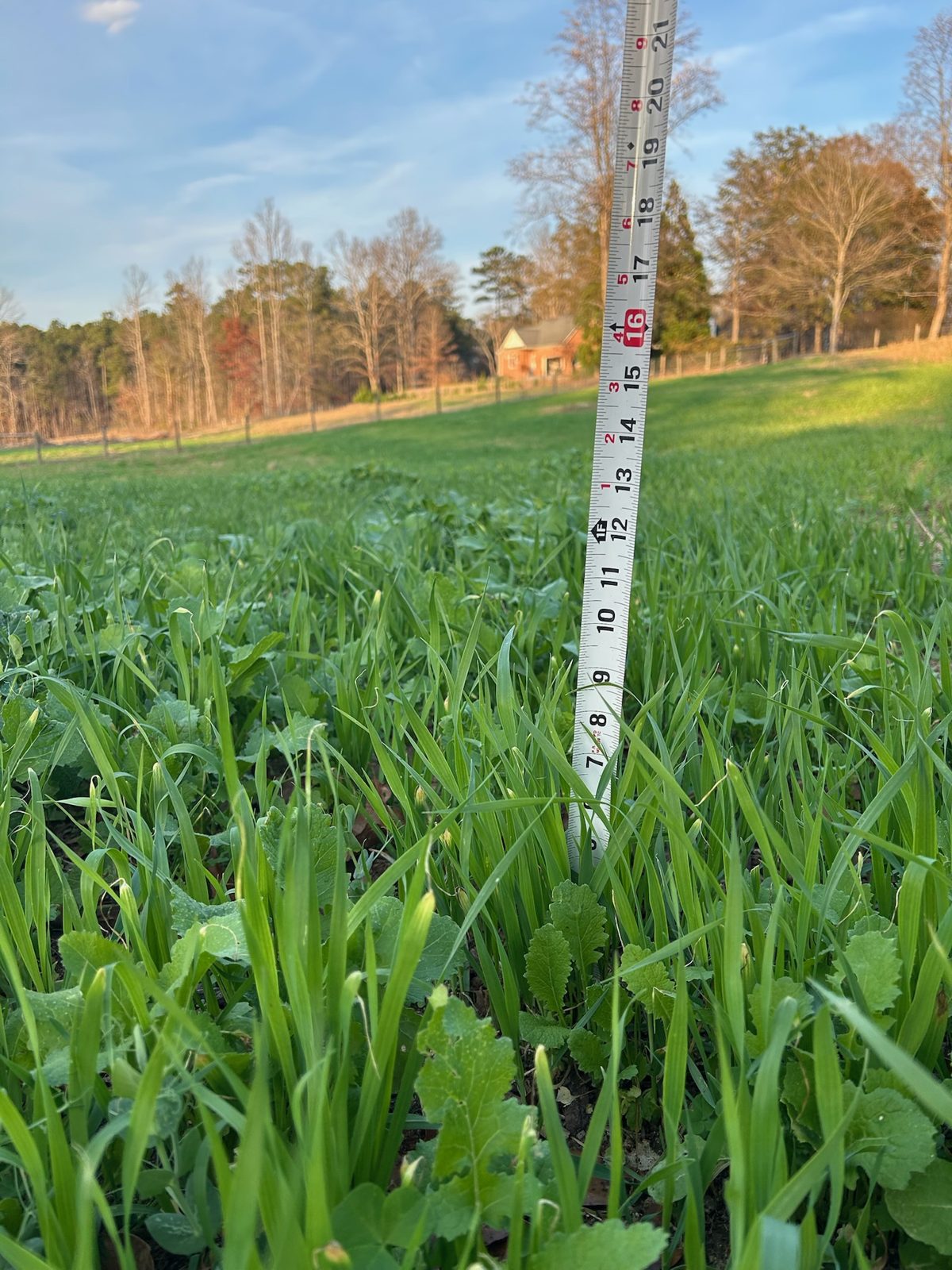 Close view of a cool-season forage mix of small grains, brassicas and clover filling in, with a tape measure standing in the stand