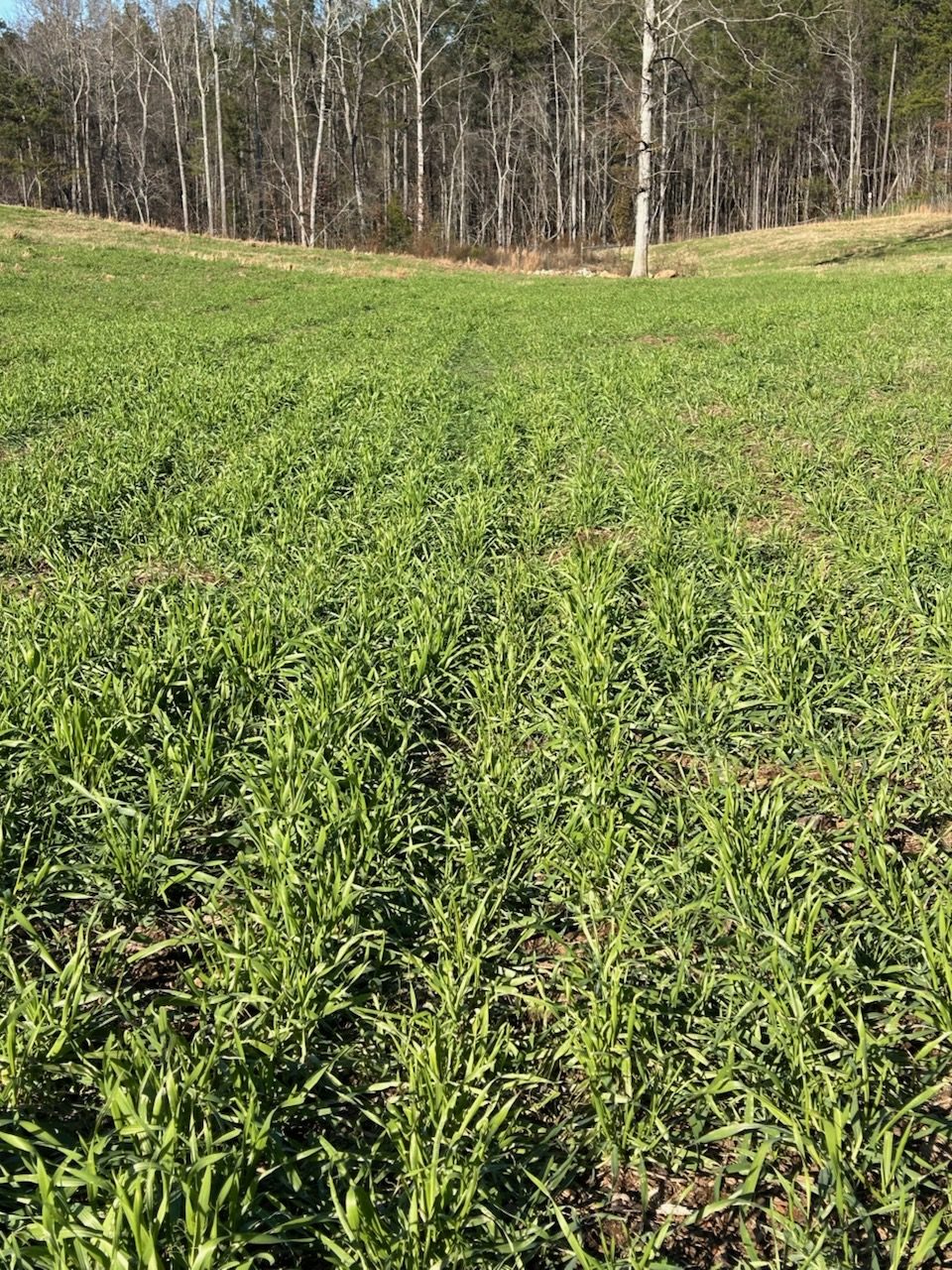 Dense green drill rows of small grain running toward a hardwood tree line