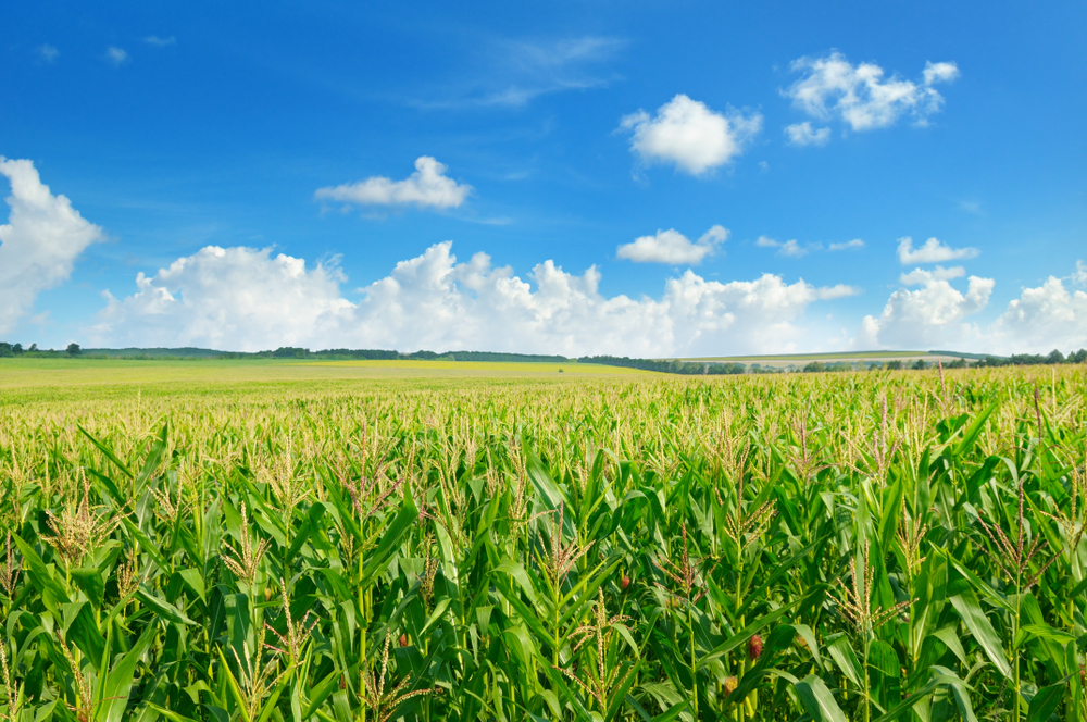 Cornfield
