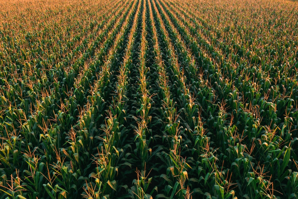 Corn