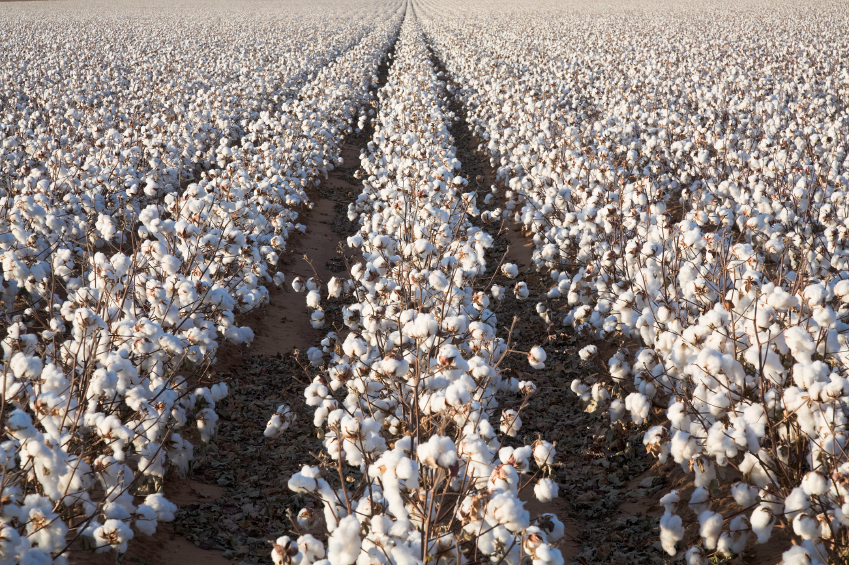 Cotton