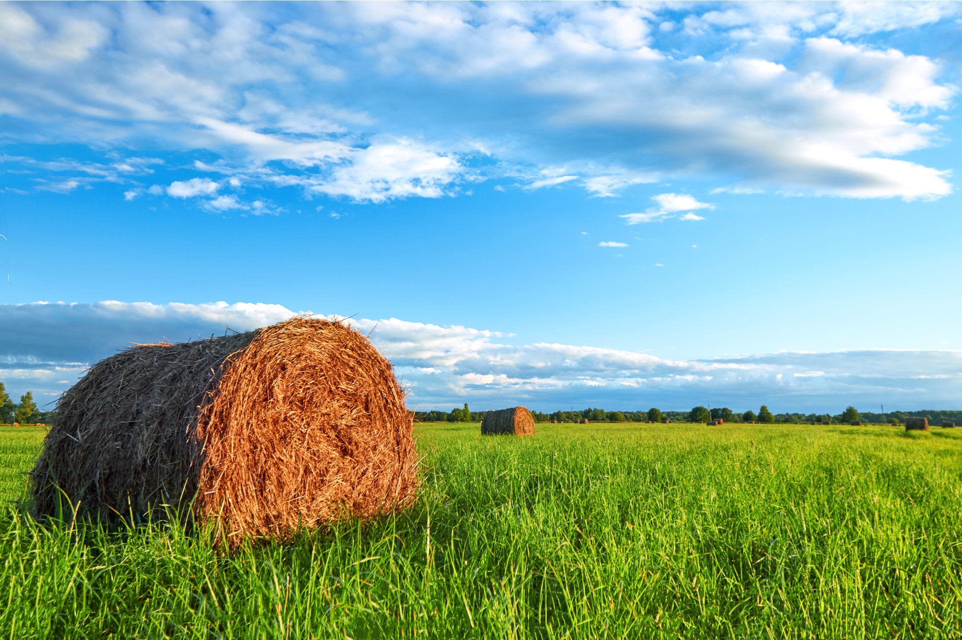 Hay & Pasture