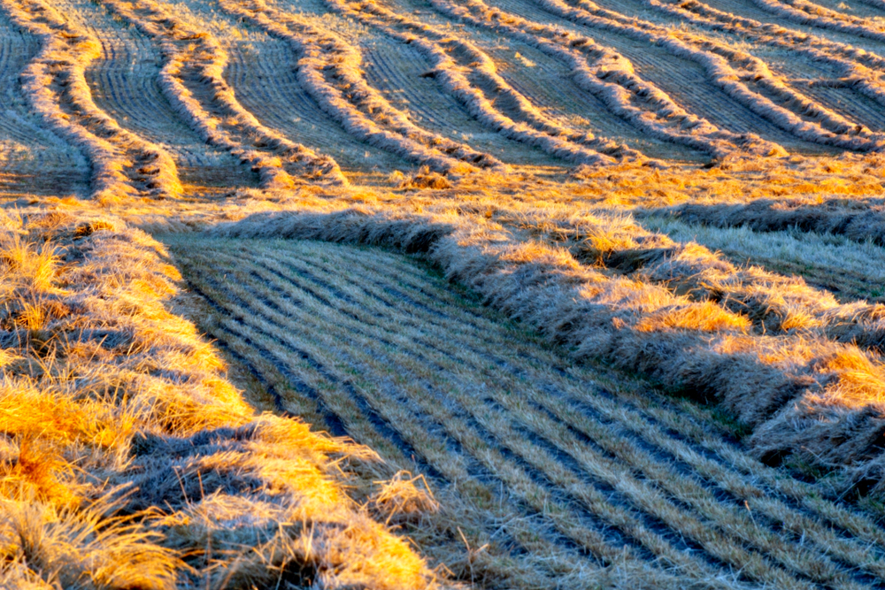 Hay field windrows, healthy forage stand after soil correction