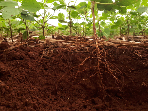 Soil and root system