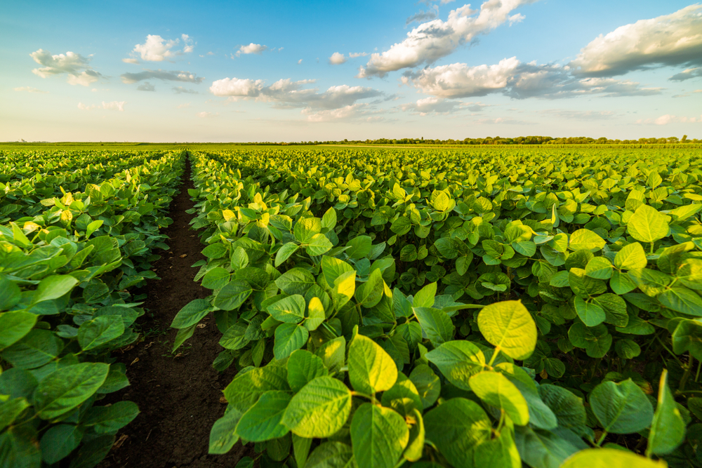 Sorghum field
