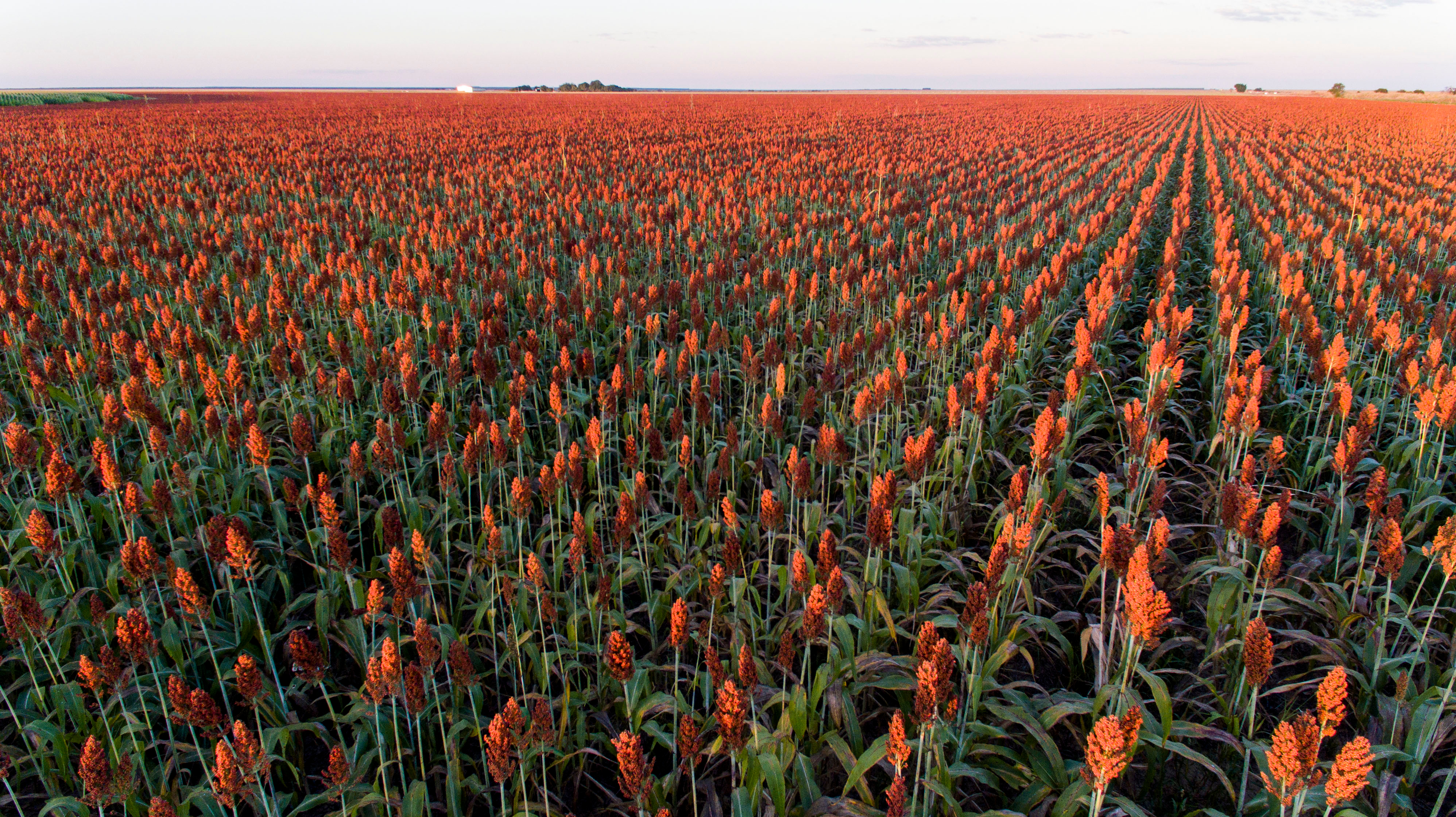 Sorghum