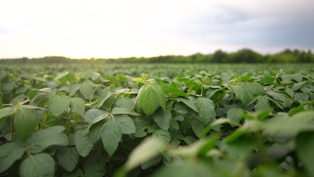 Soybeans