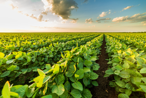 Soybeans field