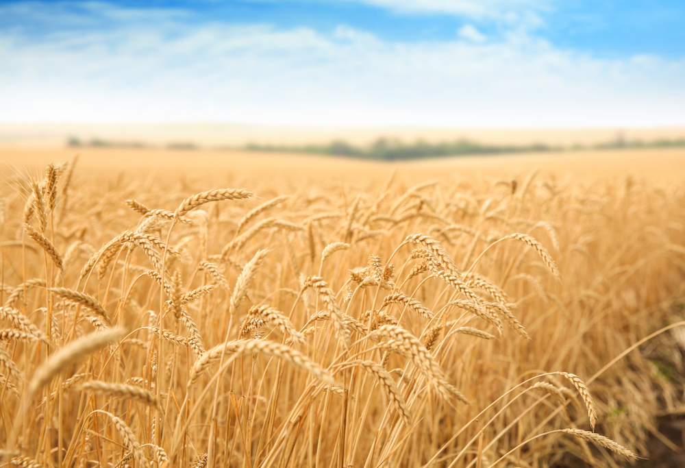 Wheat