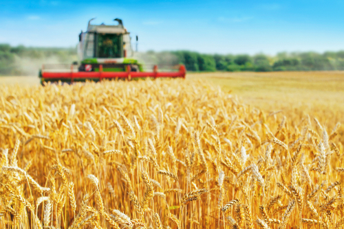 Combine harvesting golden wheat, the fall window when liming decisions get made