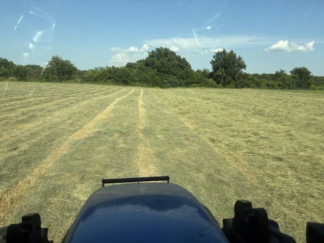 Cutting into the dense stand of hybrid Bermuda, seen from the tractor cab