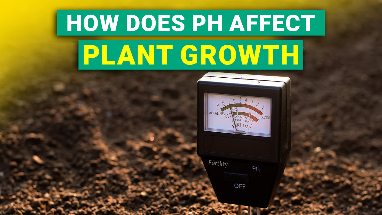 How Does PH Affect Plant Growth AgriTec Liquid Calcium Fertilizer